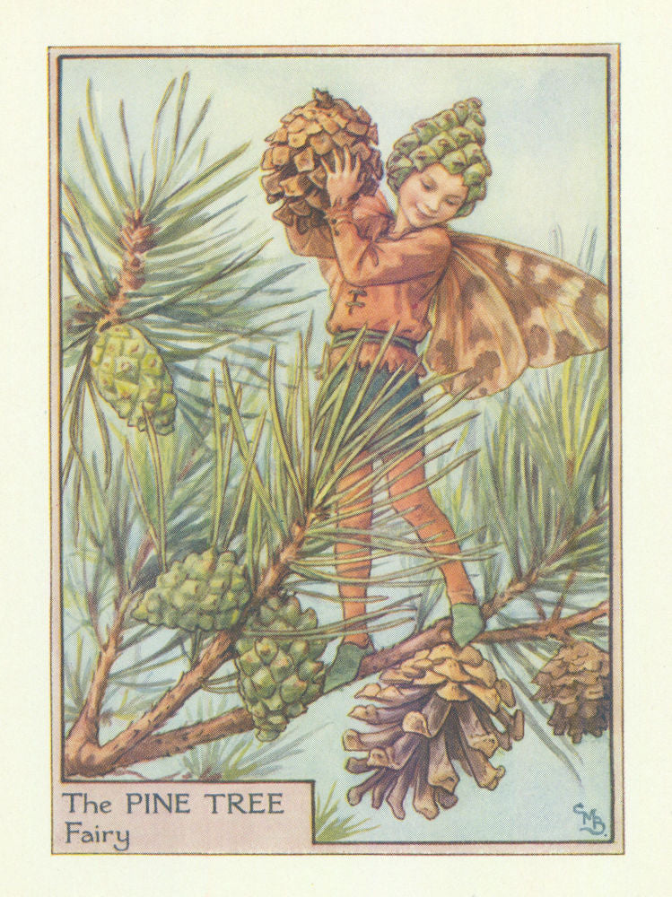 Pine Tree Fairy by Cicely Mary Barker. Flower Fairies of the Trees c1940 print